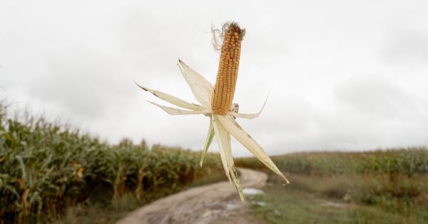 У скільки обійдеться сушіння кукурудзи в сезоні 2022 і що будуть робити аграрії з новим урожаєм?